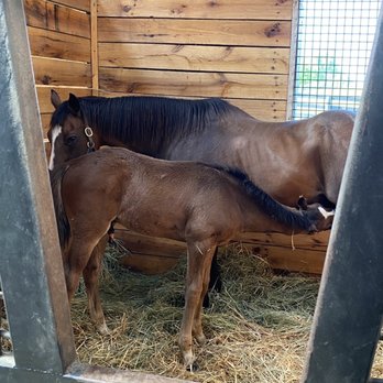 Unique Horse Farm Tours - Foal and Mare nursing - Tours Near Me - Lexington, Kentucky Unique Horse Farm Tours - Foal and Mare nursing - Tours Near Me - Lexington, Kentucky