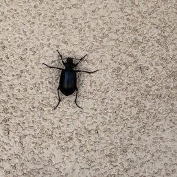 The bug that was on my leg inside the salon The bug that was on my leg inside the salon