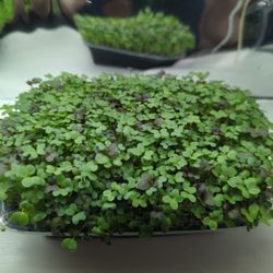 Better Living Farm - Mustard Mix