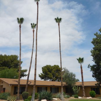 Pima Palm &Tree Service - Tree Services Near Me Pima Palm &Tree Service - Tree Services Near Me