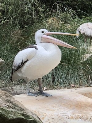 Adelaide Zoo by null