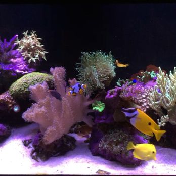 Coral Cove - Another one of our longtime maintenance customers. This is a 90 gallon mixed reef that's been in our care for over 4 years. - Aquarium Services Near Me Coral Cove - Another one of our longtime maintenance customers. This is a 90 gallon mixed reef that's been in our care for over 4 years. - Aquarium Services Near Me