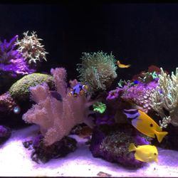 Coral Cove - Another one of our longtime maintenance customers.  This is a 90 gallon mixed reef that's been in our care for over 4 years.