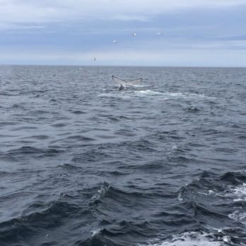Dolphin Fleet - Boat Charters Near Me - Provincetown, Massachusetts