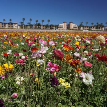 The Flower Fields - Venues & Event Spaces Near Me - Carlsbad, California The Flower Fields - Venues & Event Spaces Near Me - Carlsbad, California