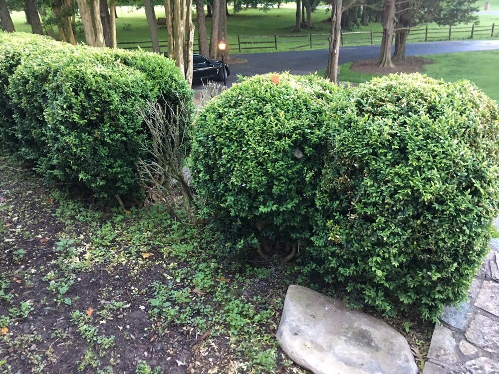 HOME PARAMOUNT PEST CONTROL Updated August 2024 21 Reviews 5 Meem