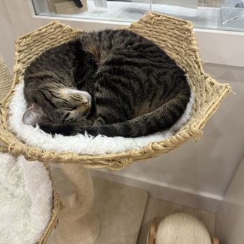 Meow Parlour - Animal Shelters Near Me - New York, New York Meow Parlour - Animal Shelters Near Me - New York, New York