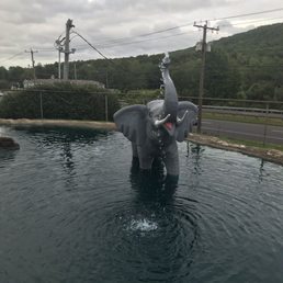 Elephant in the water Elephant in the water