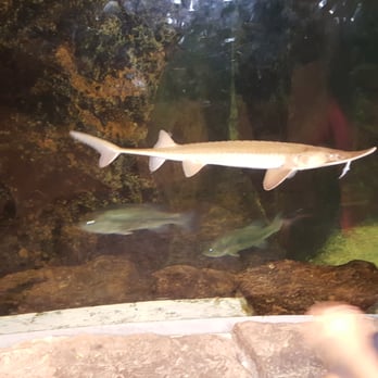 Bass Pro Shops - Beautiful tank as a focus point of the store. - Hunting & Fishing Supplies Near Me - Denver, Colorado