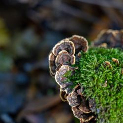 Huckleberry Botanic Regional Preserve - Huckleberry Botanic Regional Preserve