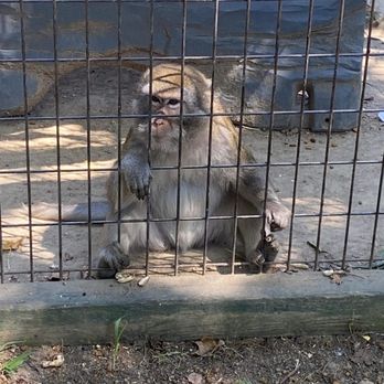 Tiger World - Monkey - Zoos Near Me - Rockwell, North Carolina Tiger World - Monkey - Zoos Near Me - Rockwell, North Carolina