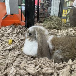 Pet Supermarket - Bunny