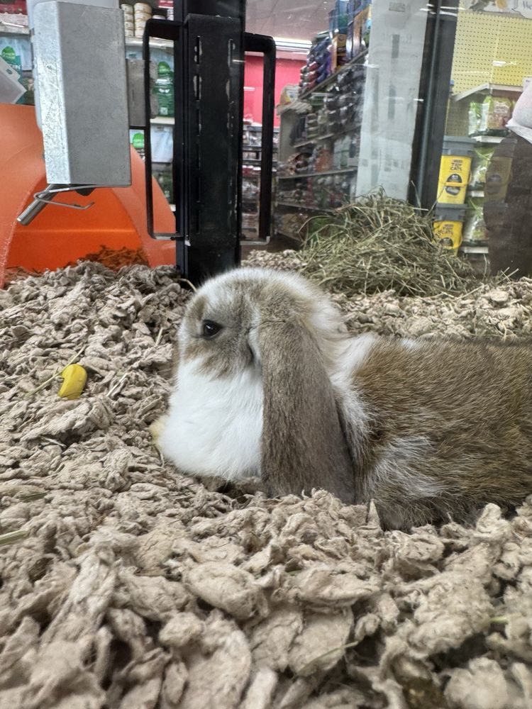 Pet Supermarket Image