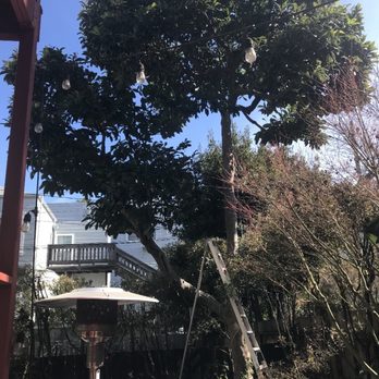 Arbor MD - After - Tree Services Near Me Arbor MD - After - Tree Services Near Me