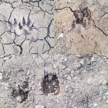 Jones Valley Resort - Some of the wild life prints we saw - Boating Near Me - Redding, California Jones Valley Resort - Some of the wild life prints we saw - Boating Near Me - Redding, California