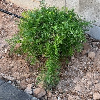 A & P Nursery - Nurseries & Gardening Near Me - Mesa, Arizona