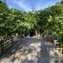 Country Vines Winery
