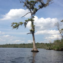 Ortega-McGirts Creek - A cool tree on the Ortega River