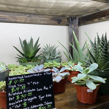 Mundial Coffee - Succulents for sale so cute!! - Coffee & Tea Near Me - Riverside, California Mundial Coffee - Succulents for sale so cute!! - Coffee & Tea Near Me - Riverside, California