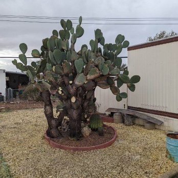 Tidy Up Yard - After clean up - Landscaping Near Me
