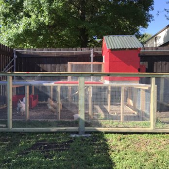 Sunrise Neighborhood Youth Program - Chickens. - Child Care & Day Care Near Me - Austin, Texas Sunrise Neighborhood Youth Program - Chickens. - Child Care & Day Care Near Me - Austin, Texas