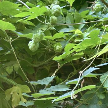Bookhouse Brewing - Hops - Breweries Near Me - Cleveland, Ohio