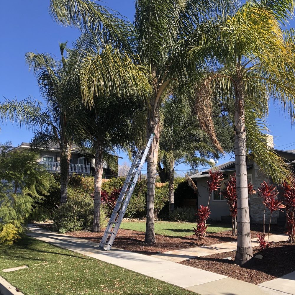 Eco Pro Arbor Care - Before - Tree Services Near Me