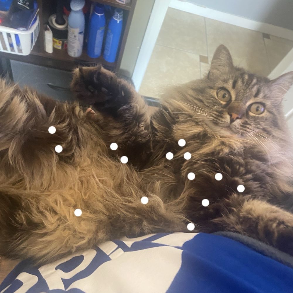 Pet Beloved - Spots where cat was matted/had knots 2 - Pet Groomers Near Me - San Diego, California Pet Beloved - Spots where cat was matted/had knots 2 - Pet Groomers Near Me - San Diego, California