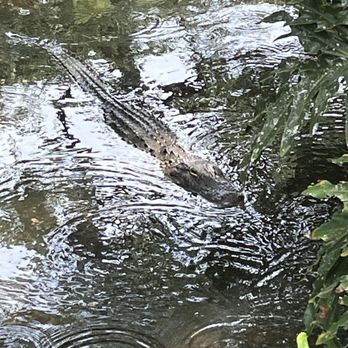 St. Augustine Alligator Farm Zoological Park - Gators !! - Zoos Near Me - Saint Augustine, Florida