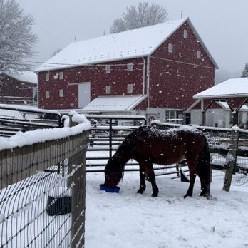 Windsong Arabians - Feeding time. - Ranches Near Me - Mount Airy, Maryland Windsong Arabians - Feeding time. - Ranches Near Me - Mount Airy, Maryland