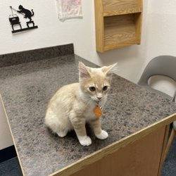 Canyon Park Veterinary Hospital - Boots first Vet visit