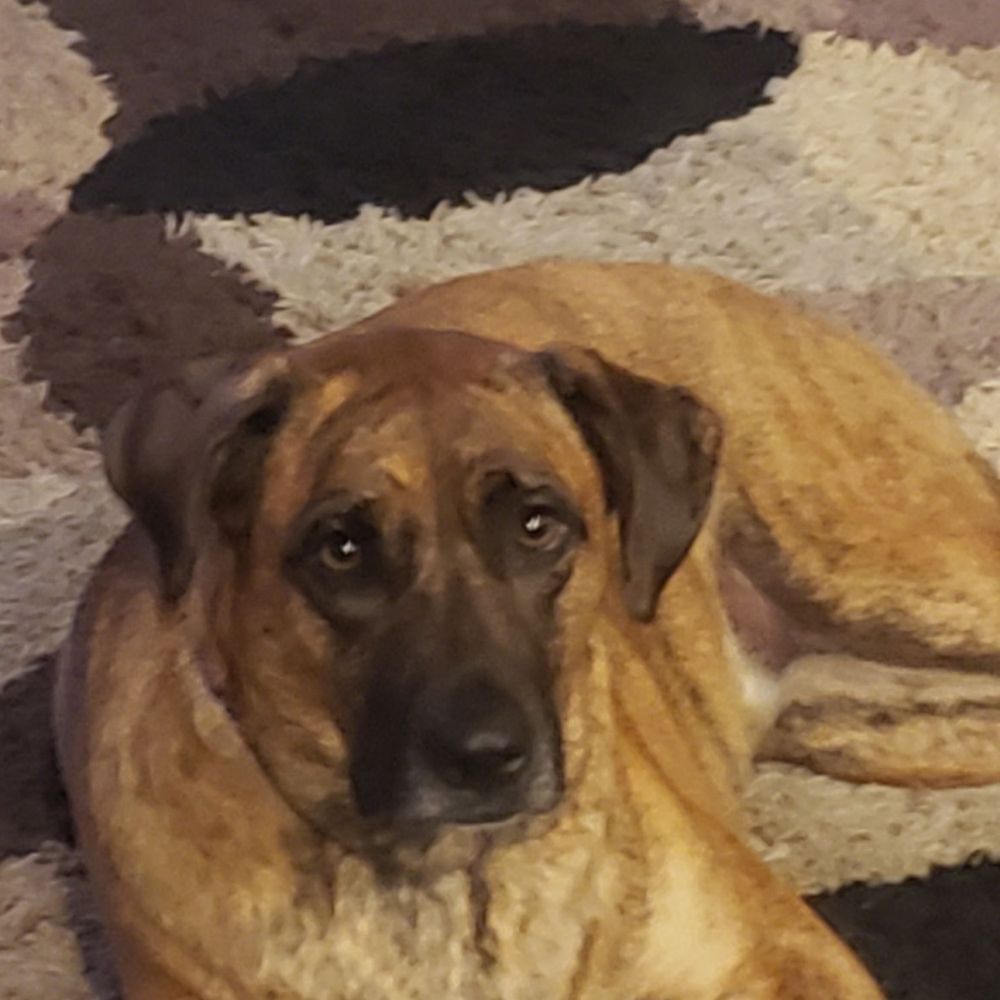 Pet Supplies Plus Arlington - W Sublett - My girls love baths! - Pet Stores Near Me - Arlington, Texas Pet Supplies Plus Arlington - W Sublett - My girls love baths! - Pet Stores Near Me - Arlington, Texas