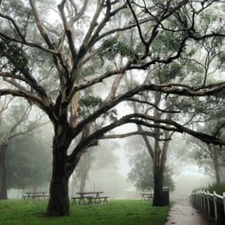 Picnic Point Cafe & Restaurant - Ribbon Gum.