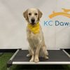 KC Dawgz Dog Training Academy gift card
