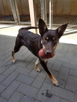 betta fish tank that grows plants