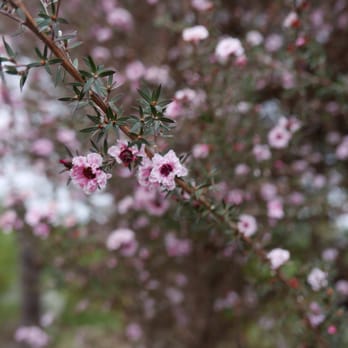 Ali'i Kula Lavender - Tours Near Me - Kula, Hawaii