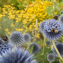 Kleingartenverein Rosselgarten - Vier Hummeln auf einen Streich