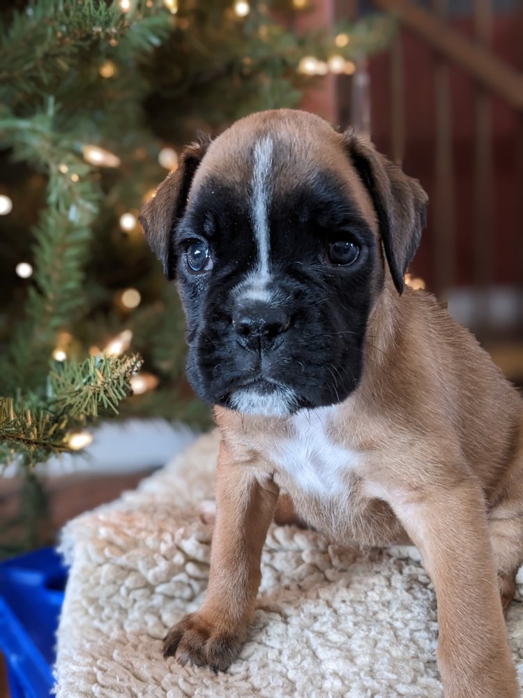 BEYOND BEAUTIFUL BOXERS Request Information 24 Photos Colorado