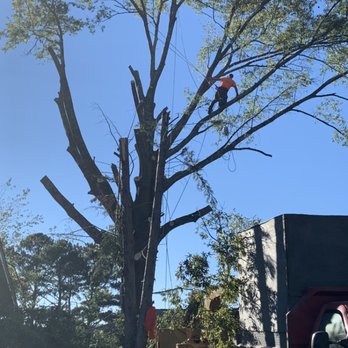 RanStan Tree Service - Tree removal - Tree Services Near Me - Kingston, Georgia RanStan Tree Service - Tree removal - Tree Services Near Me - Kingston, Georgia