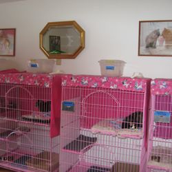 A Purrfect Place Cattery