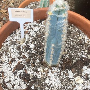 11:1 Succulent Nursery - This cactus came in a pot of three for $10 and I repotted into three separate pots ! What a bargain ! - Nurseries & Gardening Near Me - Whittier, California 11:1 Succulent Nursery - This cactus came in a pot of three for $10 and I repotted into three separate pots ! What a bargain ! - Nurseries & Gardening Near Me - Whittier, California