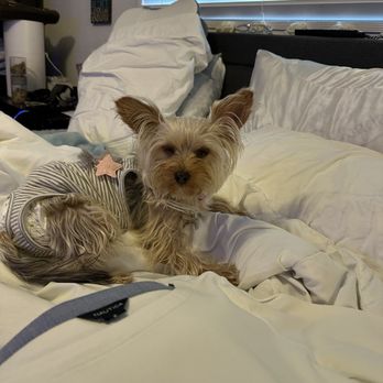 Double J Animal Hospital - Don't allow a vet to charge to neglect your baby! - Veterinarians Near Me - Hobbs, New Mexico Double J Animal Hospital - Don't allow a vet to charge to neglect your baby! - Veterinarians Near Me - Hobbs, New Mexico