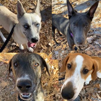 Ruff University - Pet Training Near Me