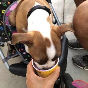Somisomi - Puppy loved it! - Ice Cream & Frozen Yogurt Near Me - Pleasanton, California Somisomi - Puppy loved it! - Ice Cream & Frozen Yogurt Near Me - Pleasanton, California