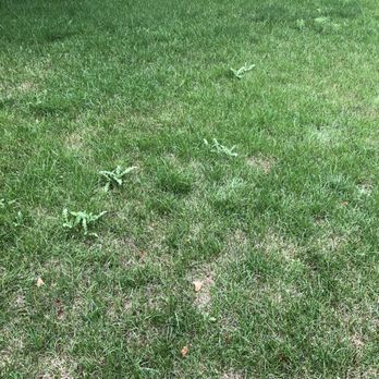 SpringGreen - Weeds and more weeds! - Tree Services Near Me - Mokena, Illinois