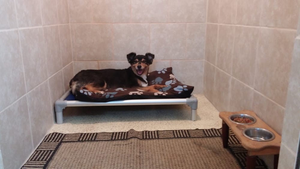 MY BUDDIES PET CARE 17 Photos & 34 Reviews 3681 Tamiami Trl, Port