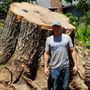 Photo of Jedidiah Sawyer Tree Service