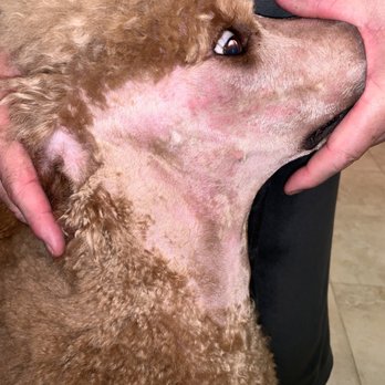 The Barker Shop - Pet Groomers Near Me - Willowbrook, Illinois