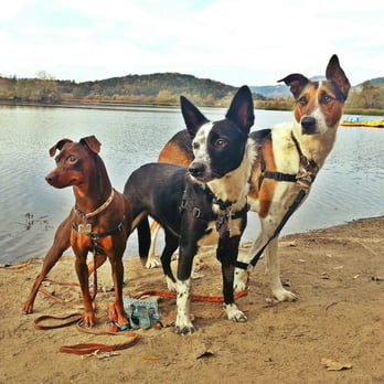Analy Veterinary Hospital - Hudson, Jayme & Cheryl (From left to right) Are proud patients at Analy Veterinary Hospital - Veterinarians Near Me - Sebastopol, California