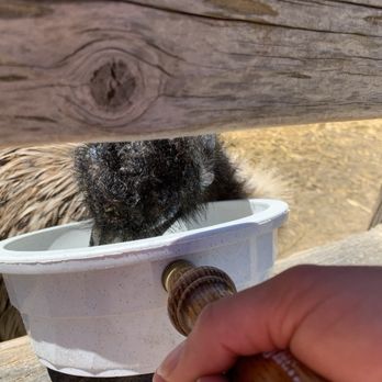 Ostrichland USA - Feeding bowl - Attraction Farms Near Me - Solvang, California